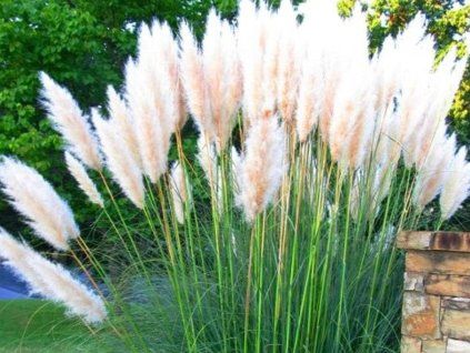white plume