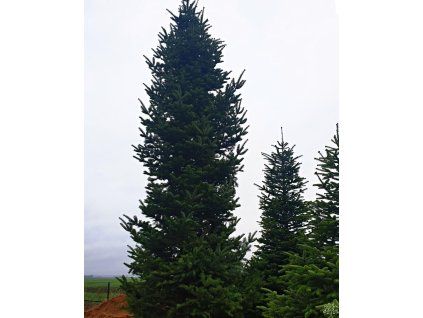 Abies grandis