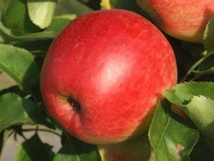 Jabloň 'Jester'  Malus domestica 'Jester'