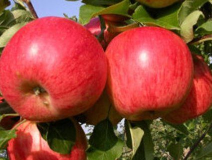 Jabloň 'Romance'  Malus domestica 'Romance'