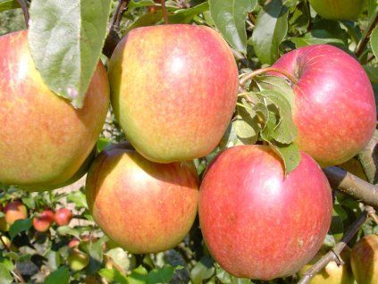 Jabloň 'Rewena'  Malus domestica 'Rewena'