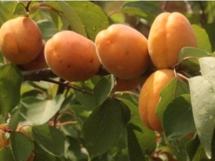 Meruňka 'Dobrzyńska'  Prunus armeniaca 'Dobrzyńska'