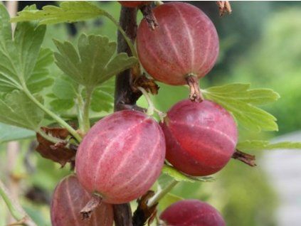 Angrešt 'Xenia'  Ribes uva crispa 'Xenia'