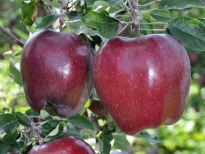 Jabloň 'King Roat' Red Delicious  Malus domestica 'King Roat' Red Delicious
