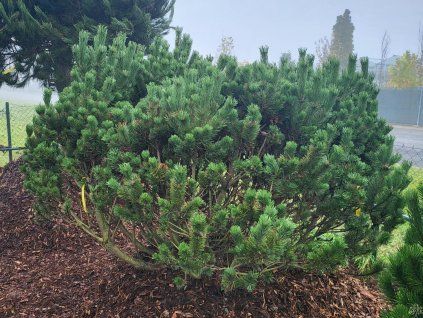 Pinus mugo mughus2