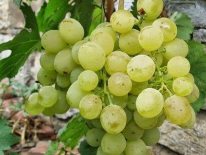 Réva vinná 'Alešenkin'  Vitis vinifera 'Alešenkin'
