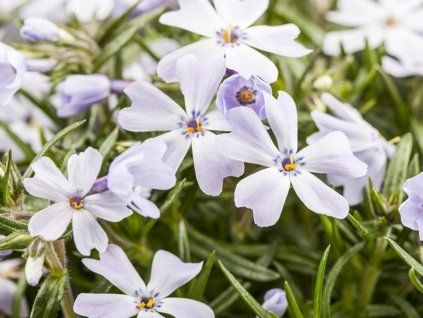 Plaménka šídlovitá 'G. F. Wilson' - Phlox subulata 'G. F. Wilson'  Phlox subulata 'G. F. Wilson'