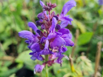 Šalvěj hajní 'Marvel Sky Blue' - Salvia nemorosa 'Marvel Sky Blue'  Salvia nemorosa 'Marvel Sky Blue'