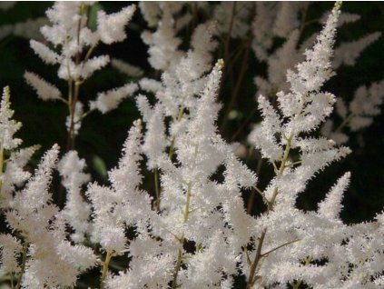 Čechrava Arendsova 'Bumalda' - Astilbe x arendsii 'Bumalda'  Astilbe x arendsii 'Bumalda'