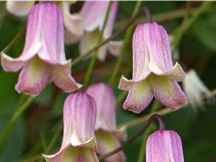 Plamének 'Fay'  Clematis 'Fay'