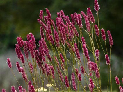 Krvavec toten 'Blackthorn' - Sanguisorba officinalis 'Blackthorn'  Sanguisorba officinalis 'Blackthorn'
