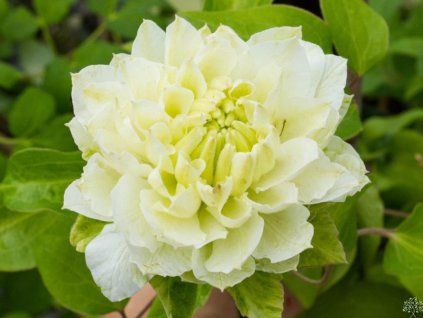 Plamének 'Kohana'  Clematis 'Kohana'