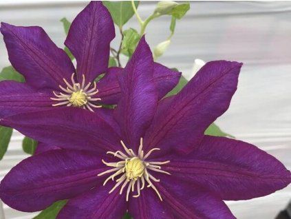Plamének 'Lech Kaczyński'  Clematis 'Lech Kaczyński'