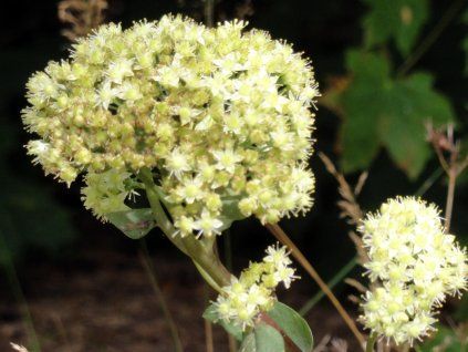 Rozchodník velký - Sedum maximum  Sedum maximum