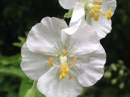 kakost alba