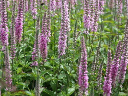 Rozrazil dlouholistý 'Pink Damask' - Veronica longifolia 'Pink Damask'  Veronica longifolia 'Pink Damask'