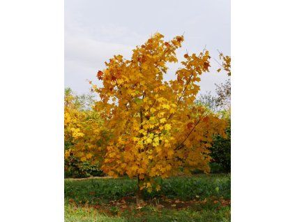 acer cappadocium 2