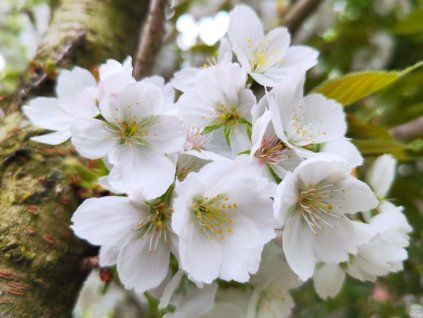 103790 sakura ozdobna shirotae