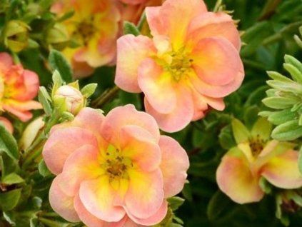 peach