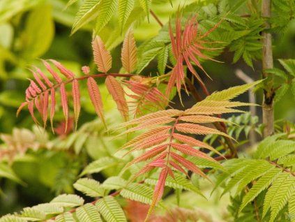 Sorbaria Pink Hopi (1)