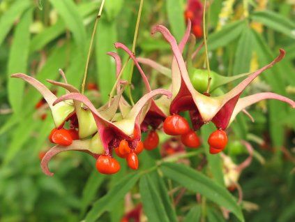 euonymus cornutus 1
