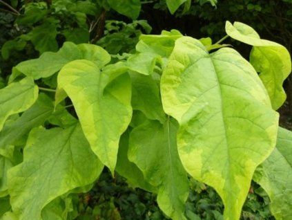variegata