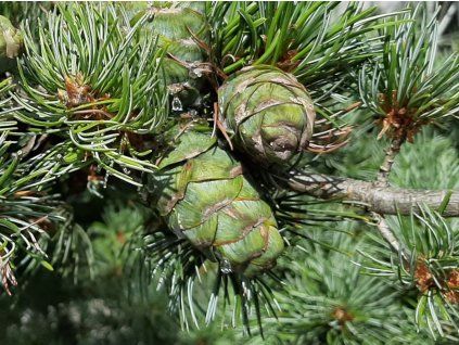 Borovice drobnokvětá  Pinus parviflora