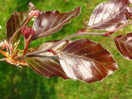104447 2 purpurea