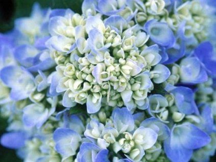 summer blue