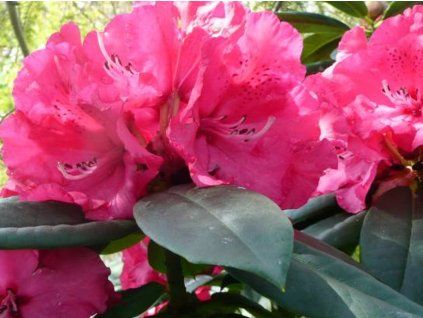 Rododendron 'Andantino'  Rhododendron 'Andantino'
