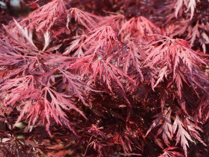 Javor dlanitolistý 'Dissectum Atropurpureum'  Acer palmatum 'Dissectum Atropurpureum'