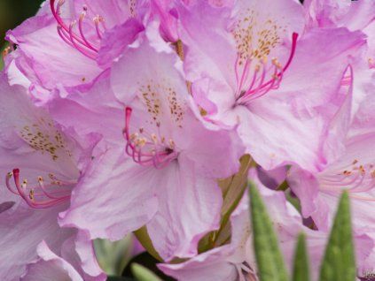 Rhododendron Lun�k (2)