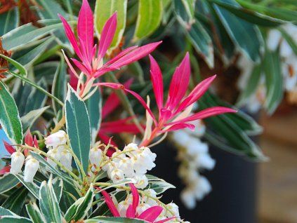 Pieris japonica FlamingSilver