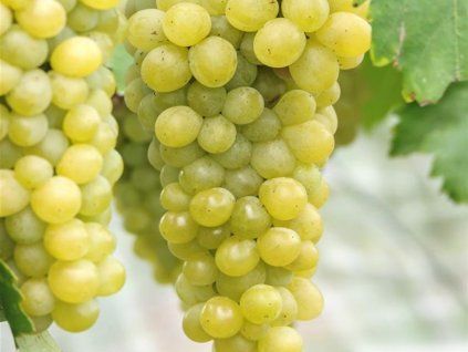 Réva vinná 'Lakemont'  Vitis vinifera 'Lakemont'