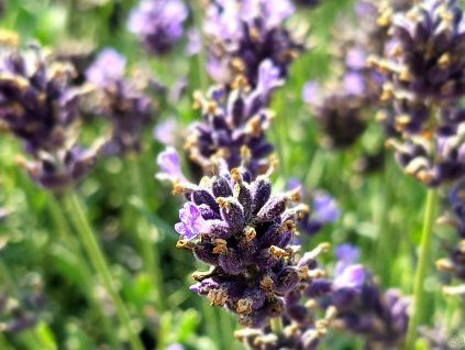 Levandule �zkolist� �Aromatico Blue� - Lavandula angustifolia 'Aromatico Blue' (Balen� kontejner)