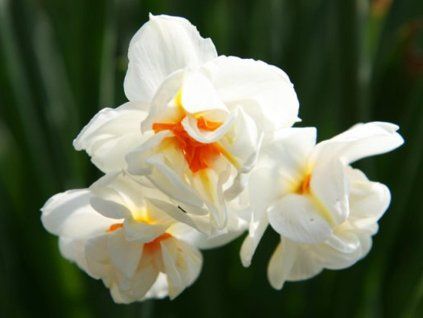 abba