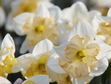Narcis 'Changing Colours'  Narcissus 'Changing Colours'