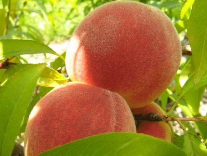 Broskvoň 'Flavor Crest'  Prunus persica 'Flavor Crest'