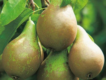 Hrušeň 'Delta'  Pyrus communis 'Delta'