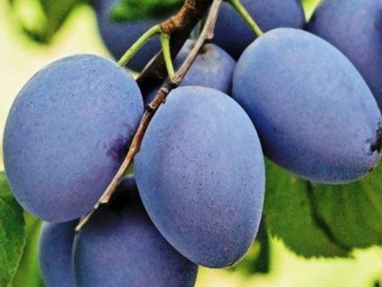 Švestka 'Topimun'  Prunus domestica ´Topimun´