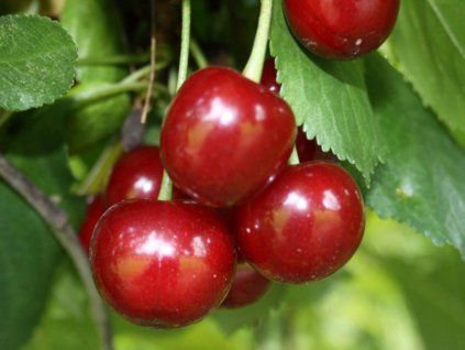Višeň 'Safir'  Prunus cerasus 'Safir'