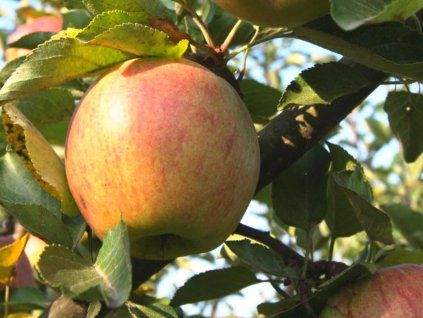 Jabloň 'Kidd's Orange'  Malus domestica 'Kidd´s Orange'
