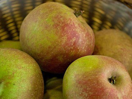 Jabloň 'Boskoopské'  Malus domestica 'Boskoopské'