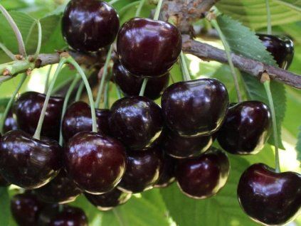 Třešeň 'Octavia'  Prunus avium 'Octavia'