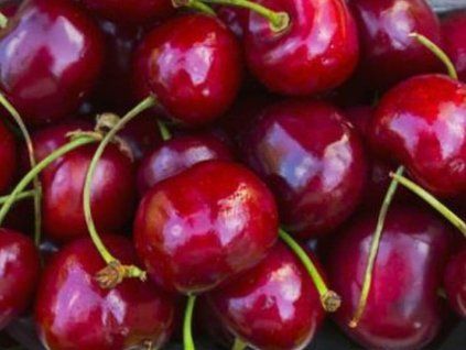 Třešeň 'Siestronka'  Prunus avium 'Siestronka'