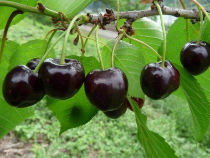 Třešeň 'Betty'  Prunus avium 'Betty'