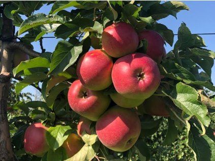 Jabloň 'Red Ligol'  Malus domestica 'Red Ligol'