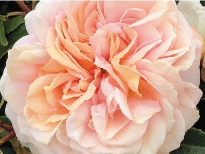 Růže 'Garden of Roses®' (Balení speciální balení)