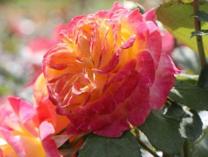 107504 107504 107504 107504 ruze gartenspass baleni specialni baleni