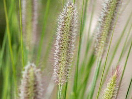 Dochan psárkovitý 'Gelbstiel' - Pennisetum alopecuroides 'Gelbstiel'  Pennisetum alopecuroides 'Gelbstiel'